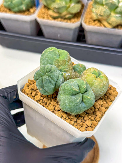 Mammillaria bocasana 'Fred' (yy) | Rare Plants