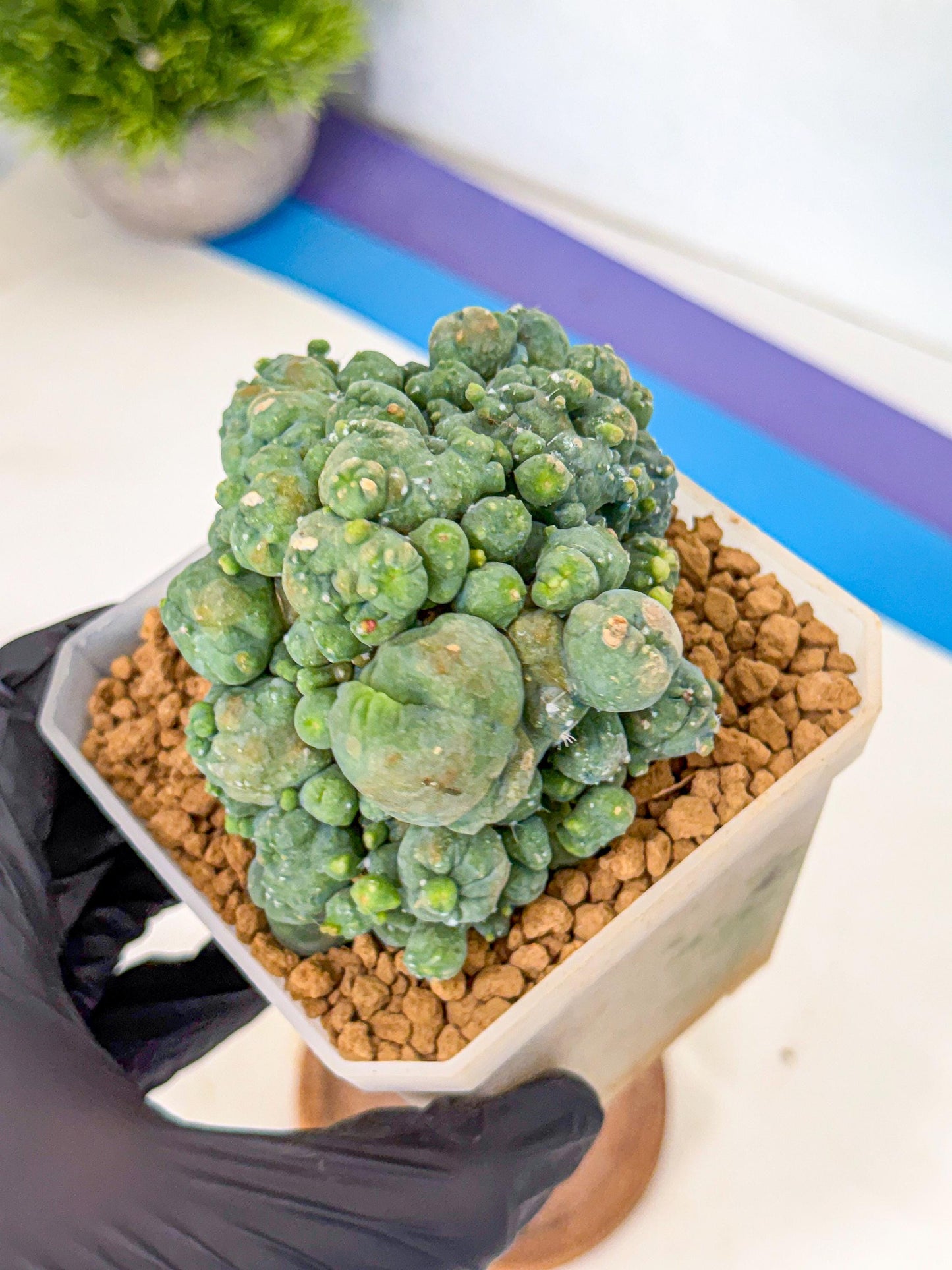 Mammillaria bocasana 'Fred' (pp) | Rare Plants