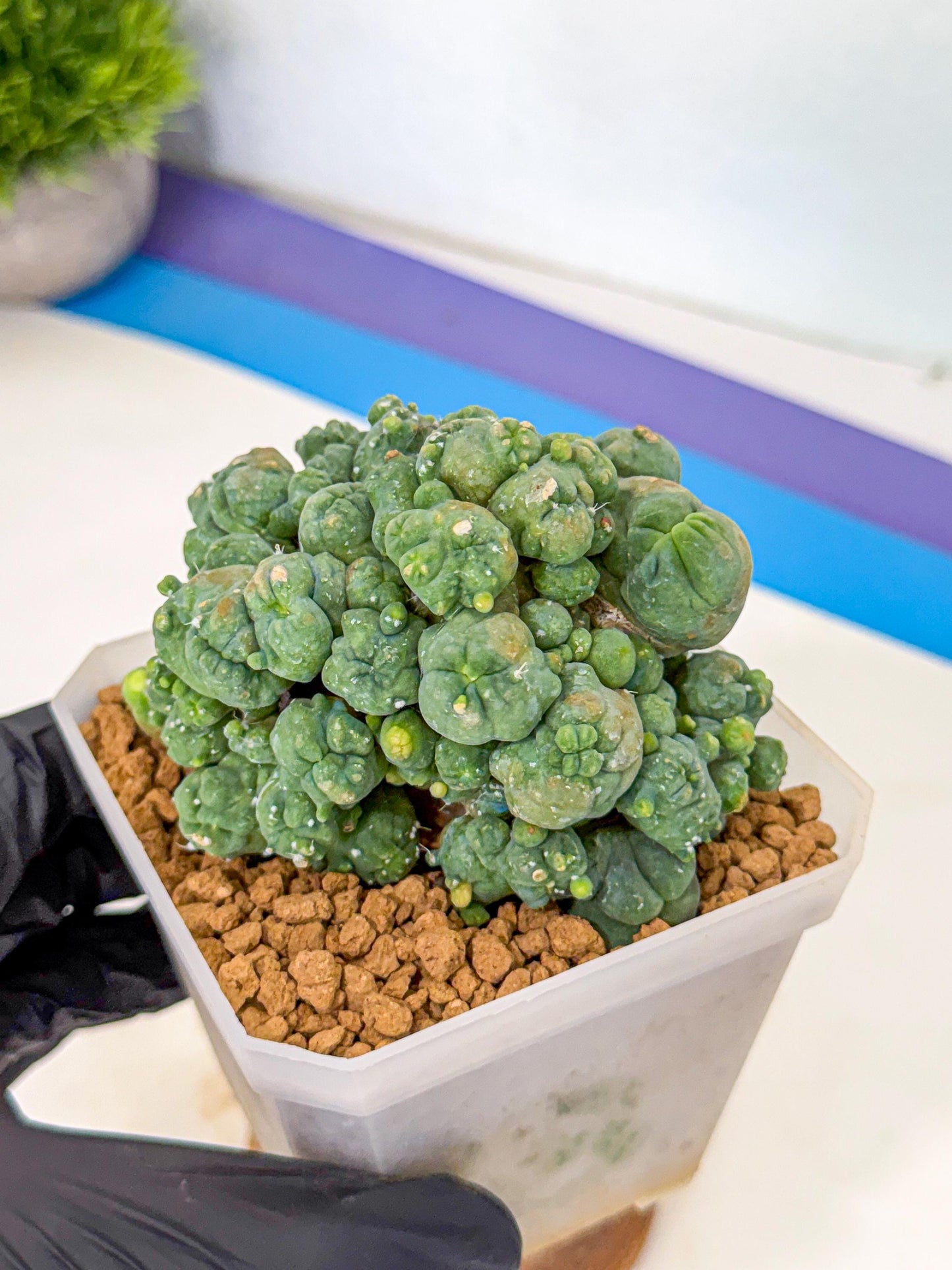 Mammillaria bocasana 'Fred' (pp) | Rare Plants