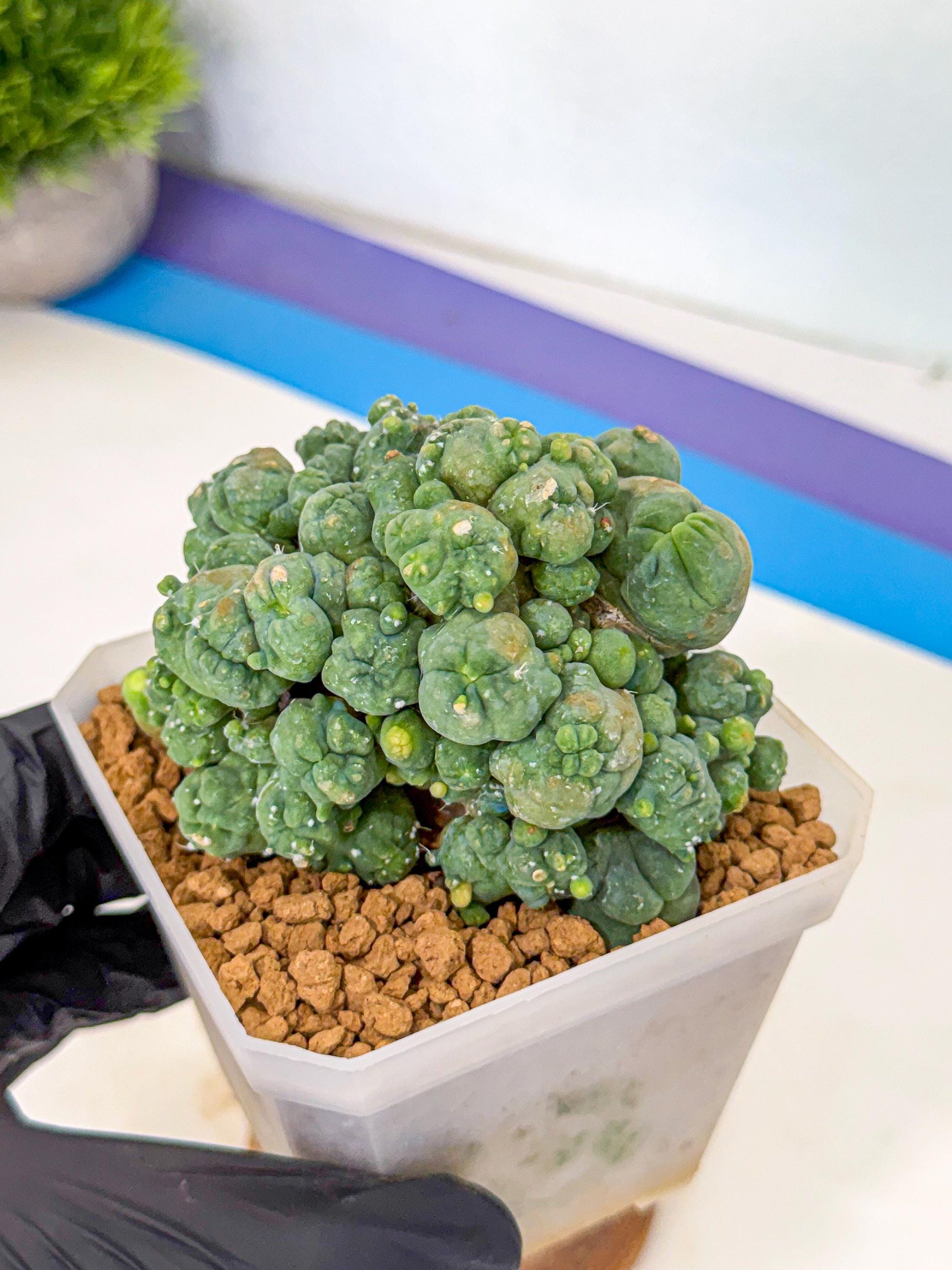 Mammillaria bocasana 'Fred' (pp) | Rare Plants