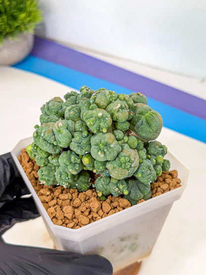 Mammillaria bocasana 'Fred' (pp) | Rare Plants