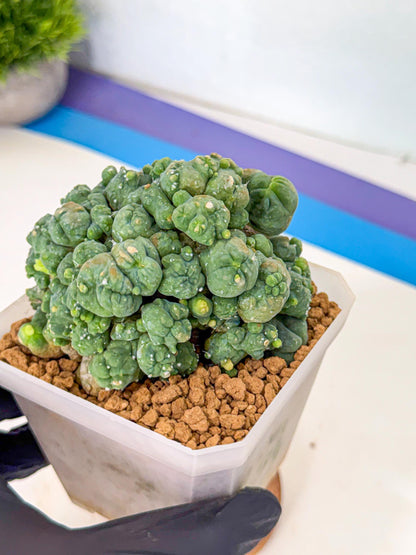 Mammillaria bocasana 'Fred' (pp) | Rare Plants
