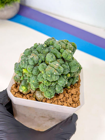 Mammillaria bocasana 'Fred' (pp) | Rare Plants