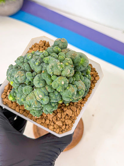 Mammillaria bocasana 'Fred' (pp) | Rare Plants