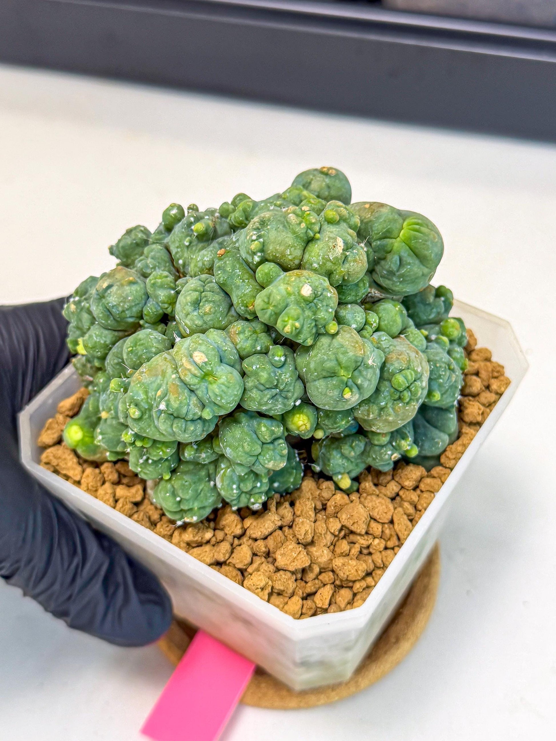 Mammillaria bocasana 'Fred' (pp) | Rare Plants