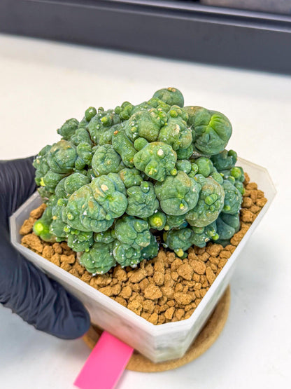 Mammillaria bocasana 'Fred' (pp) | Rare Plants