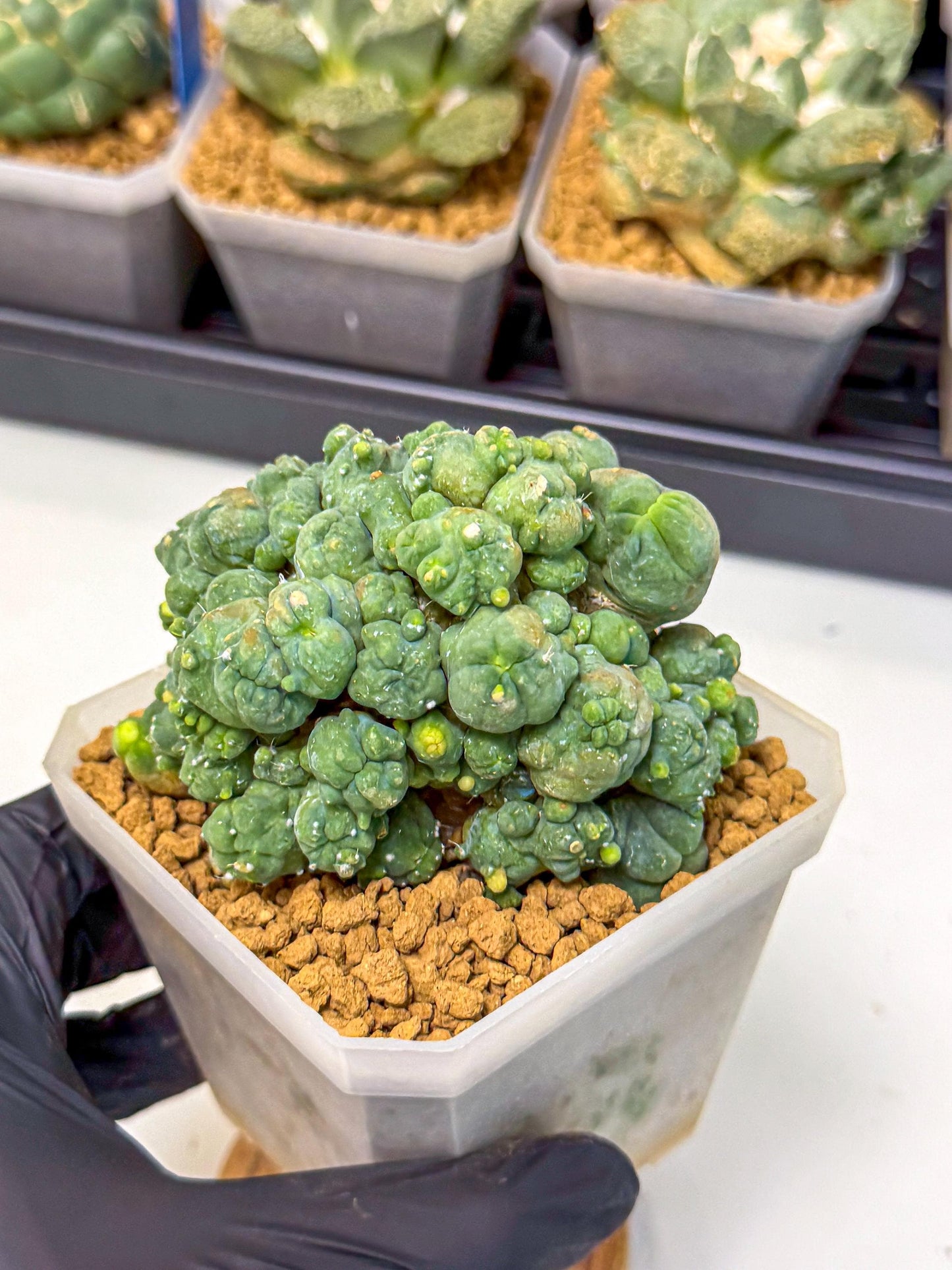Mammillaria bocasana 'Fred' (pp) | Rare Plants