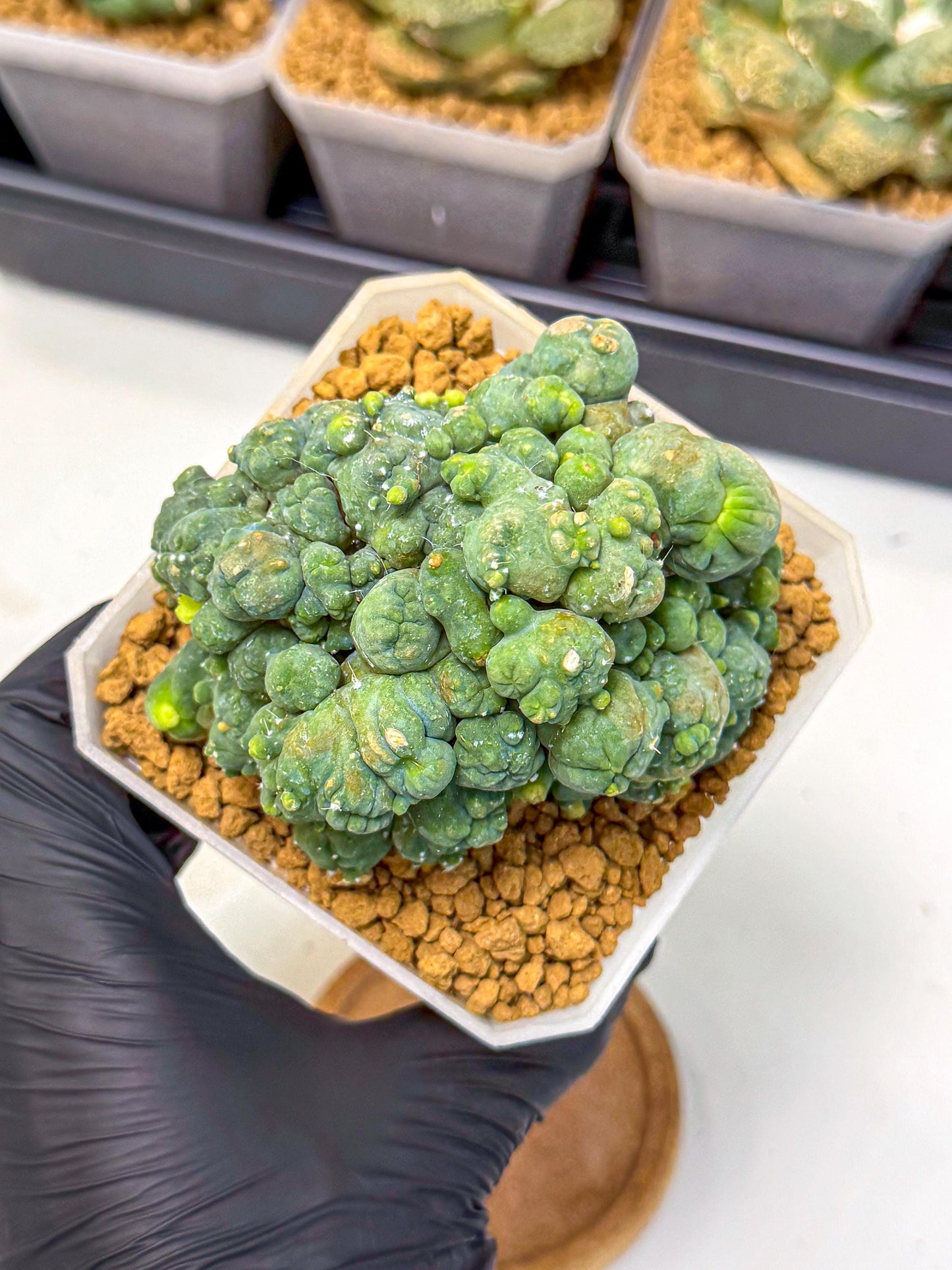 Mammillaria bocasana 'Fred' (pp) | Rare Plants