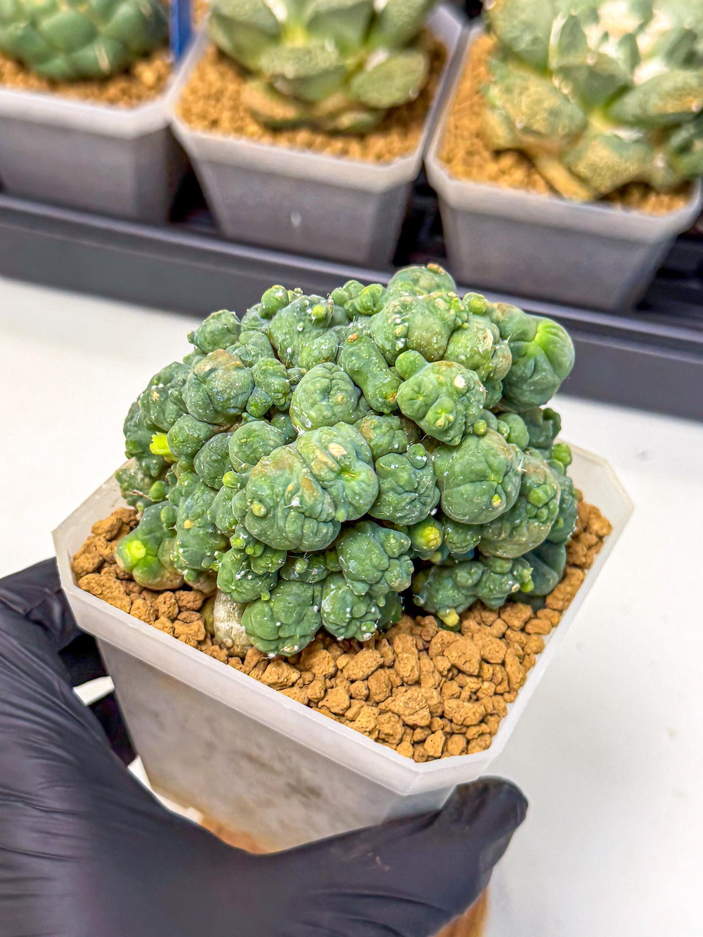 Mammillaria bocasana 'Fred' (pp) | Rare Plants