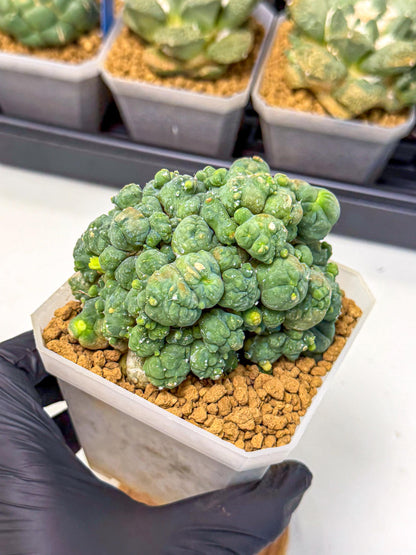 Mammillaria bocasana 'Fred' (pp) | Rare Plants