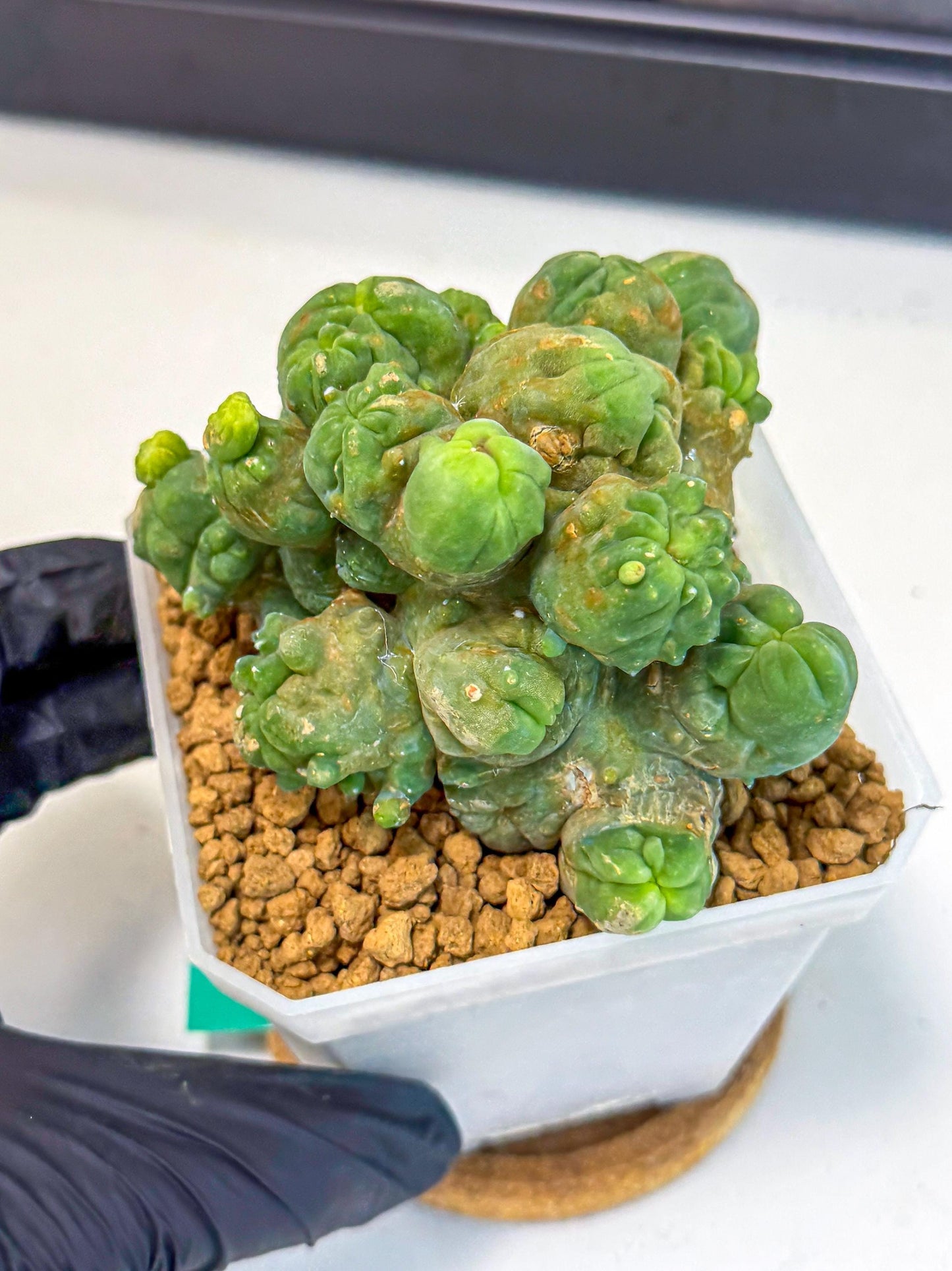 Mammillaria bocasana 'Fred' (gg) | Rare Plants