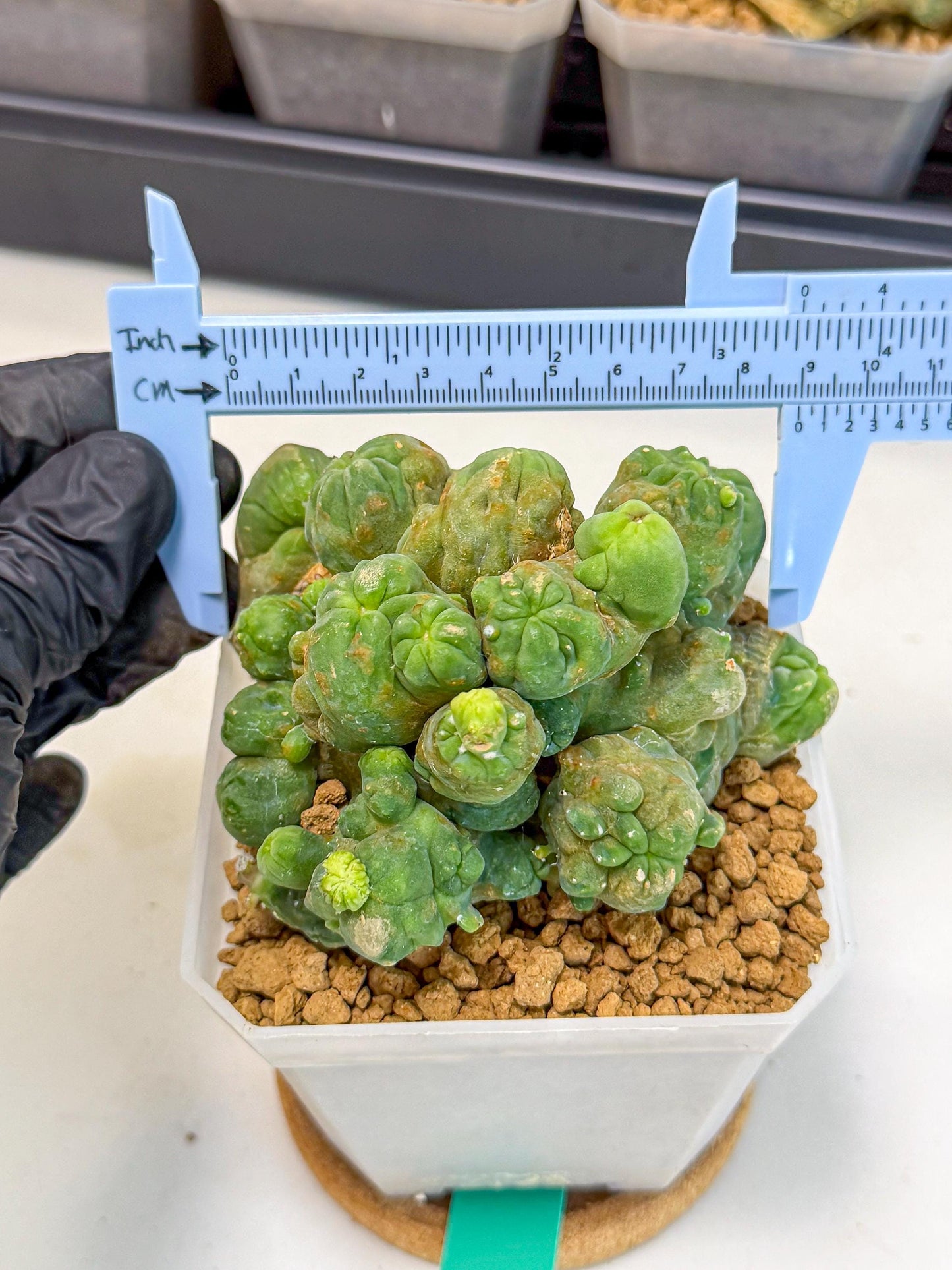 Mammillaria bocasana 'Fred' (gg) | Rare Plants