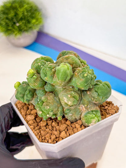 Mammillaria bocasana 'Fred' (gg) | Rare Plants