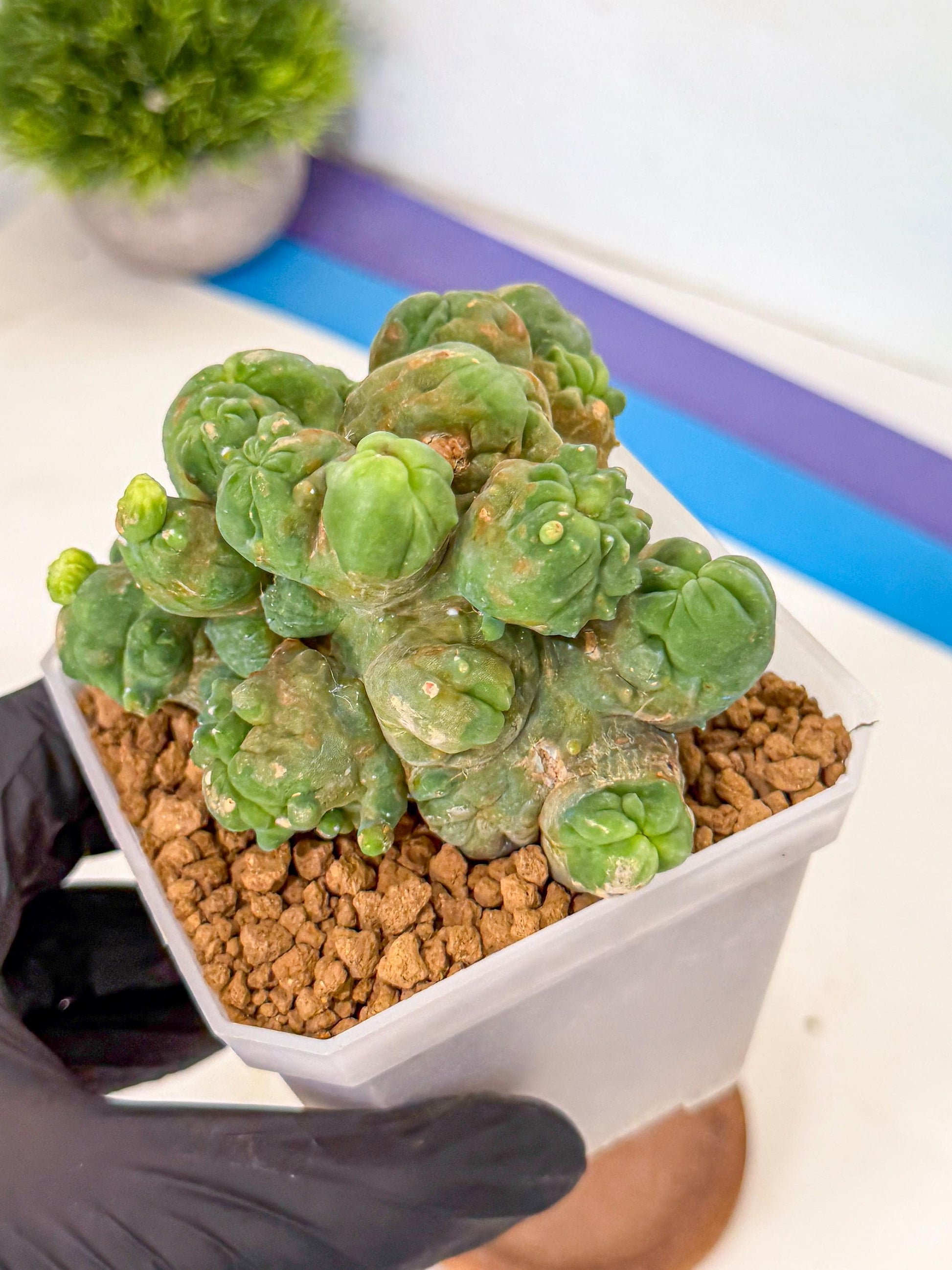 Mammillaria bocasana 'Fred' (gg) | Rare Plants