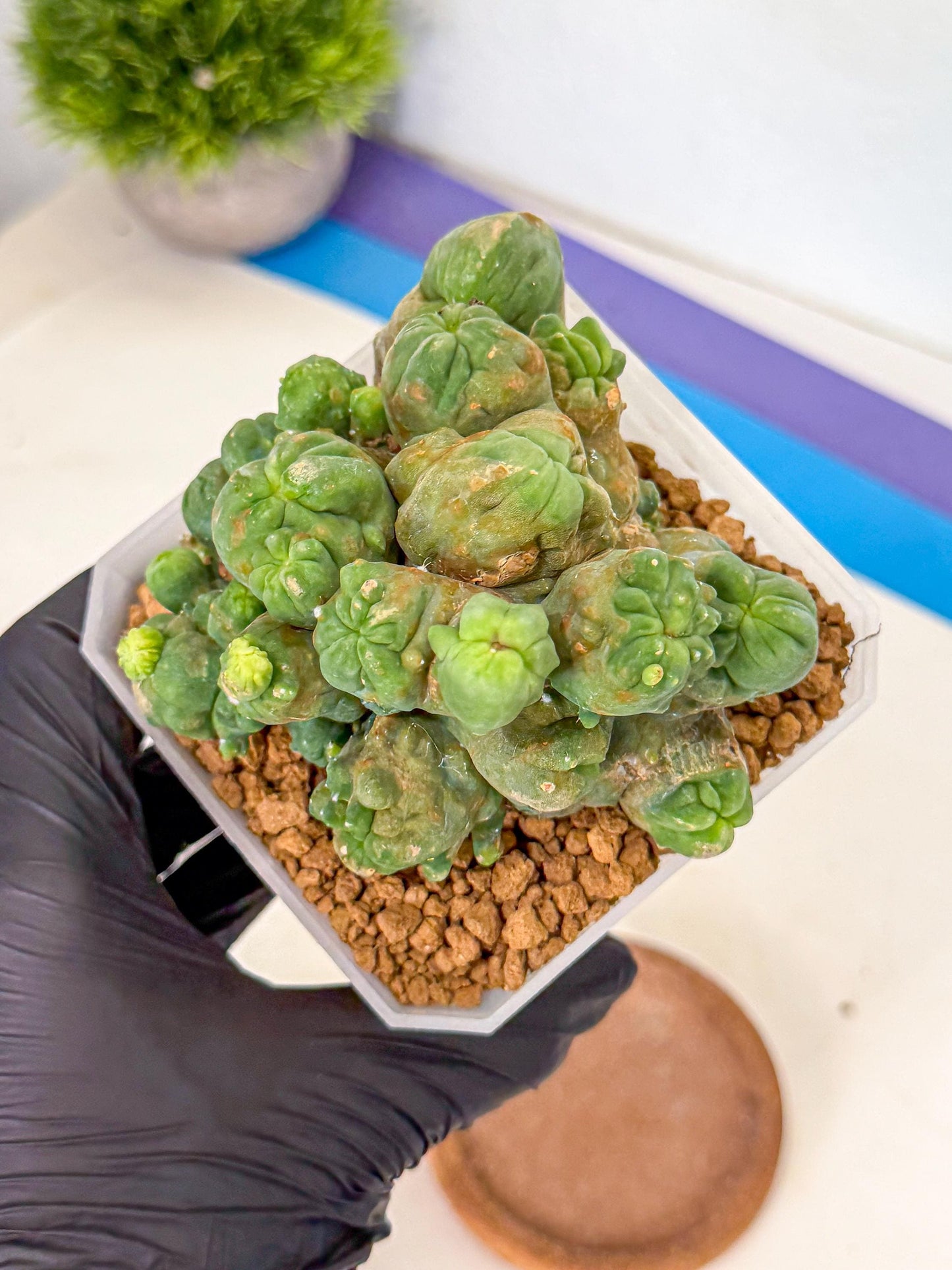 Mammillaria bocasana 'Fred' (gg) | Rare Plants
