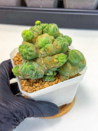 Mammillaria bocasana 'Fred' (gg) | Rare Plants