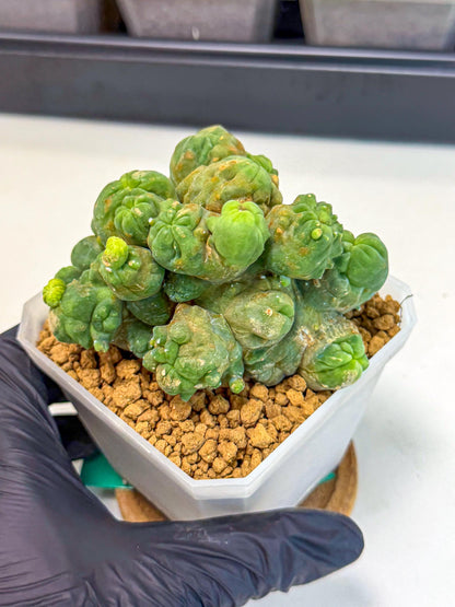 Mammillaria bocasana 'Fred' (gg) | Rare Plants