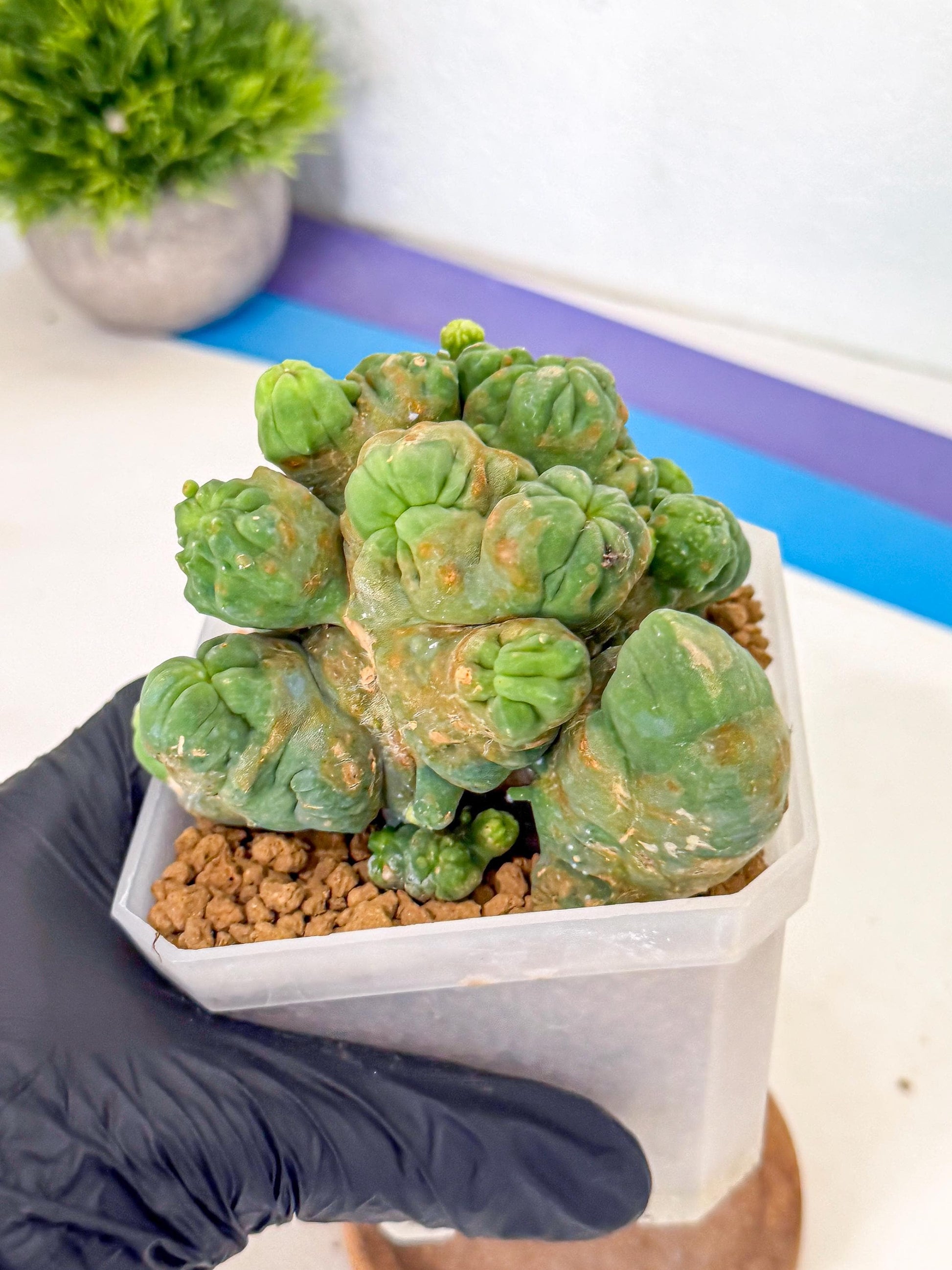 Mammillaria bocasana 'Fred' (gg) | Rare Plants