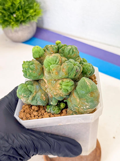 Mammillaria bocasana 'Fred' (gg) | Rare Plants