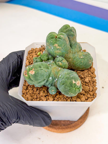 Mammillaria bocasana 'Fred' (bb) | Rare Plants