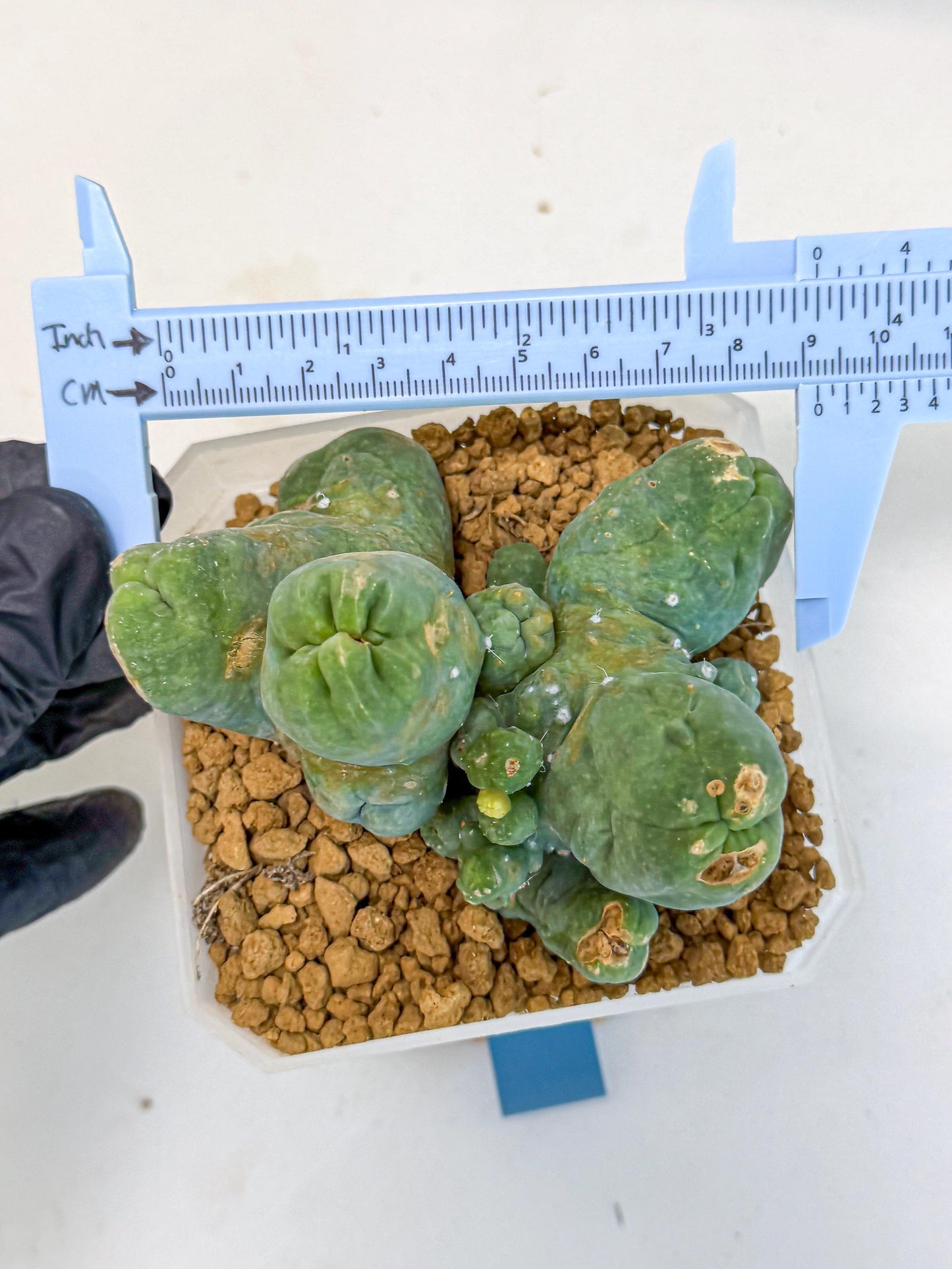Mammillaria bocasana 'Fred' (bb) | Rare Plants