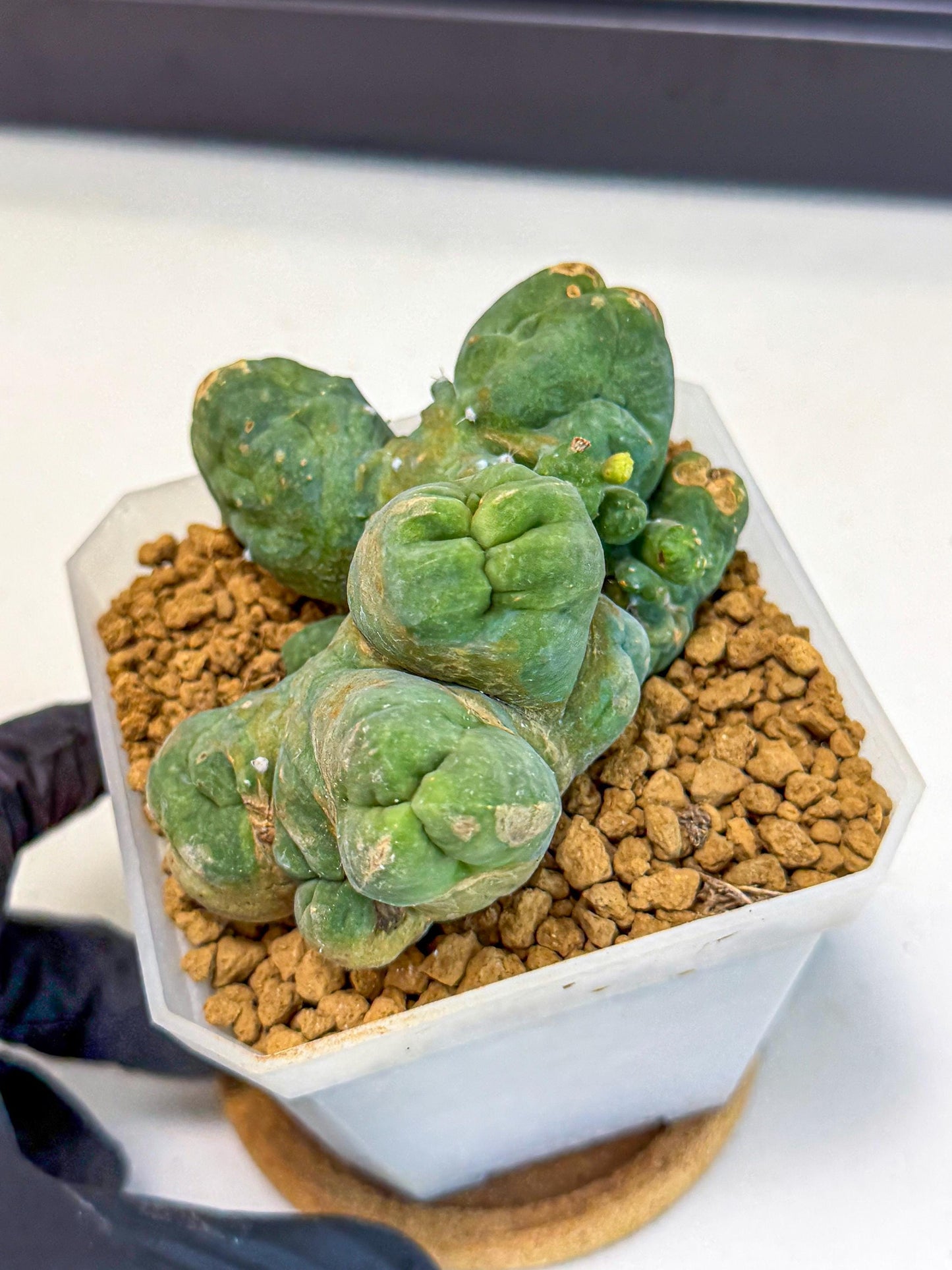 Mammillaria bocasana 'Fred' (bb) | Rare Plants