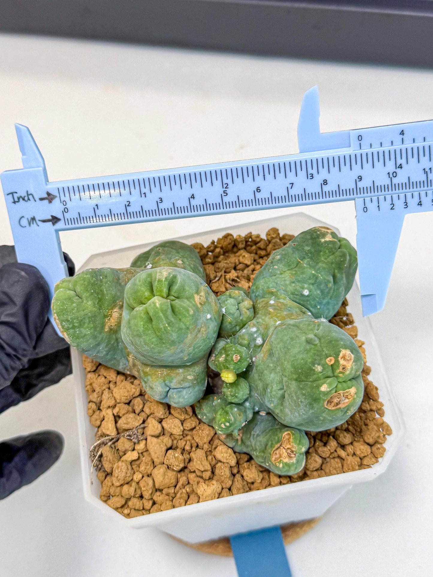 Mammillaria bocasana 'Fred' (bb) | Rare Plants