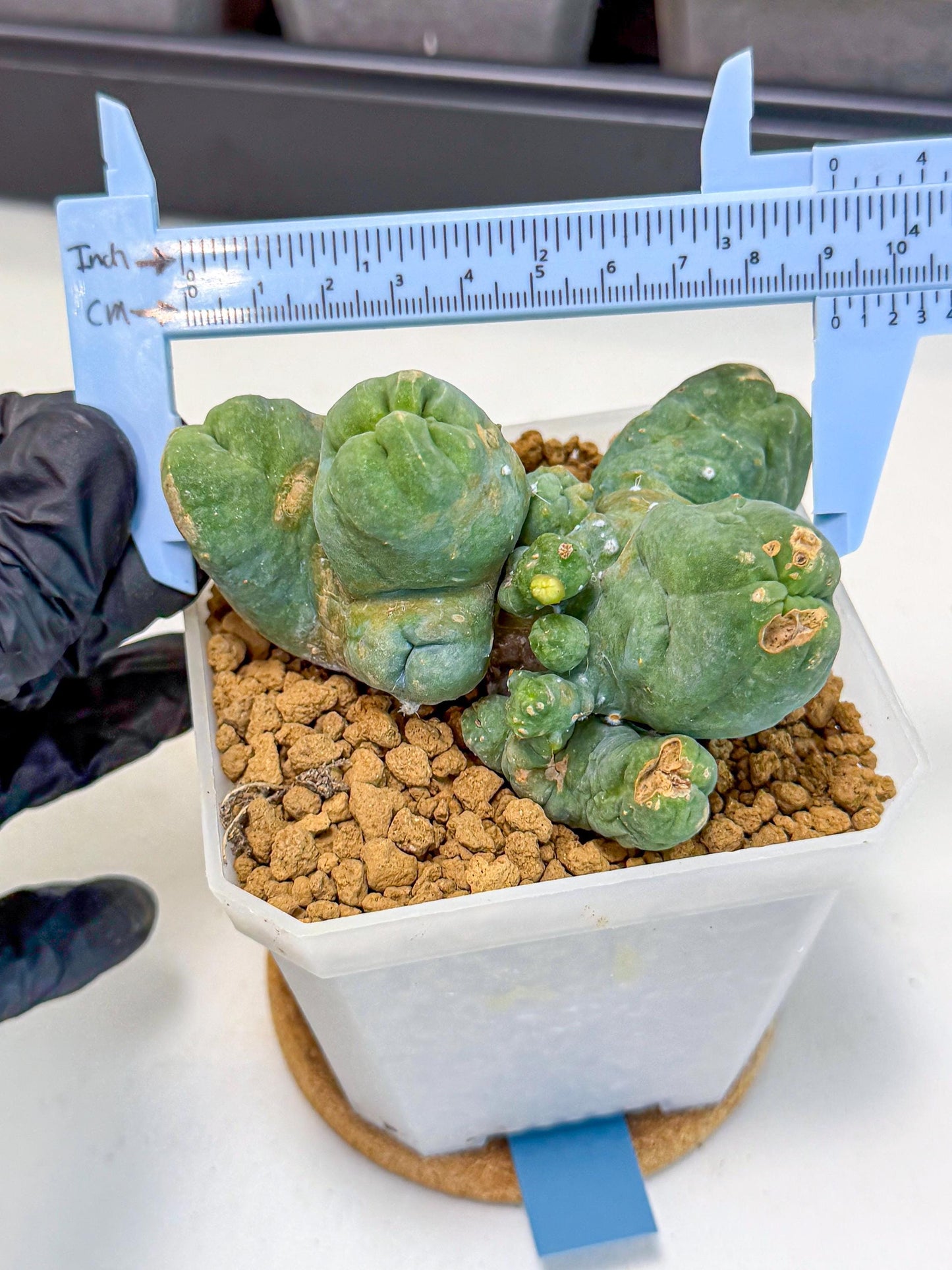 Mammillaria bocasana 'Fred' (bb) | Rare Plants
