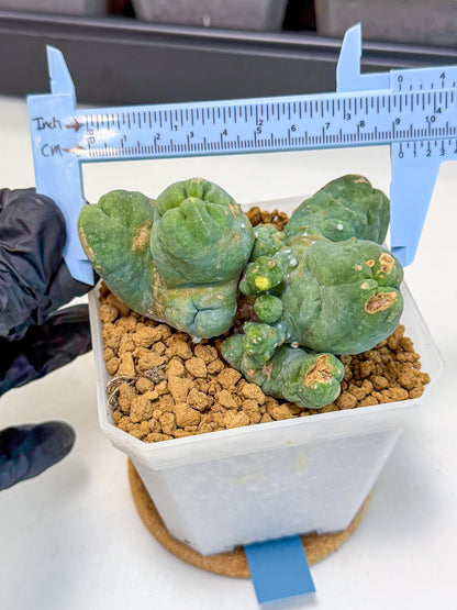 Mammillaria bocasana 'Fred' (bb) | Rare Plants