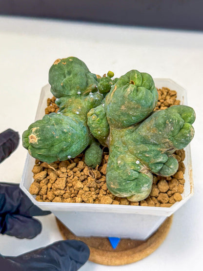 Mammillaria bocasana 'Fred' (bb) | Rare Plants