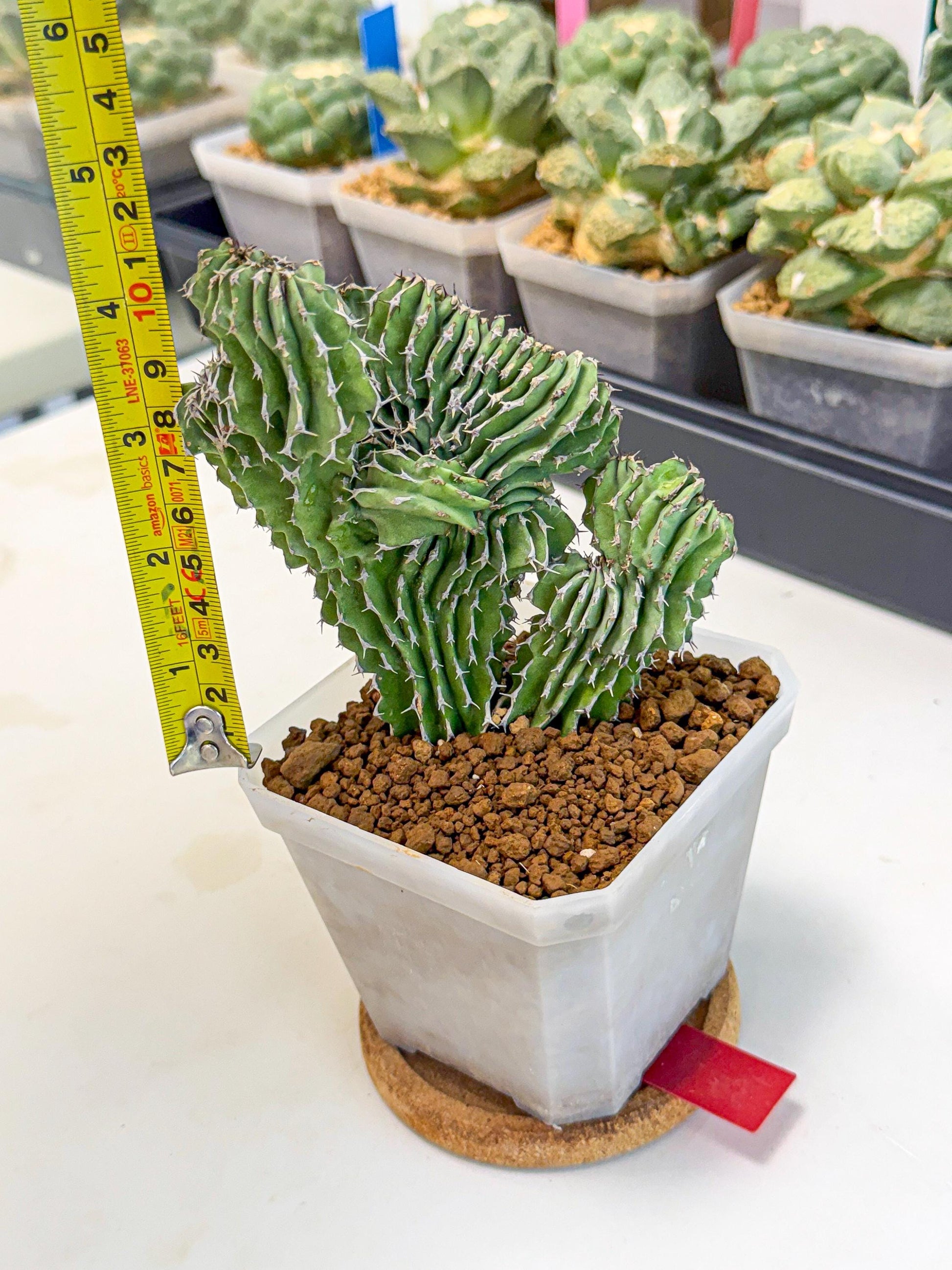 Euphorb Kibwezensis Crested (r) | Rare Plant