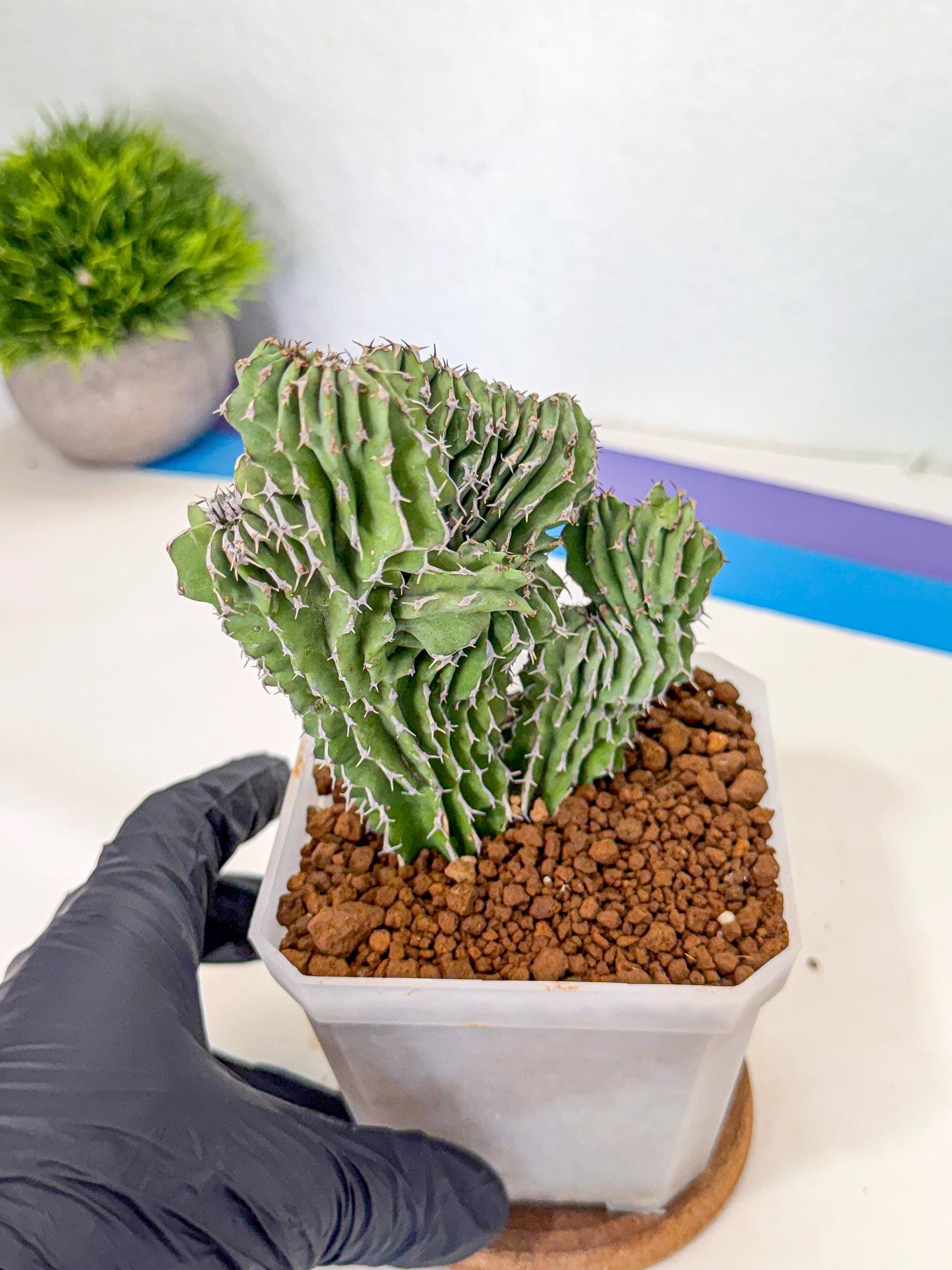 Euphorb Kibwezensis Crested (r) | Rare Plant