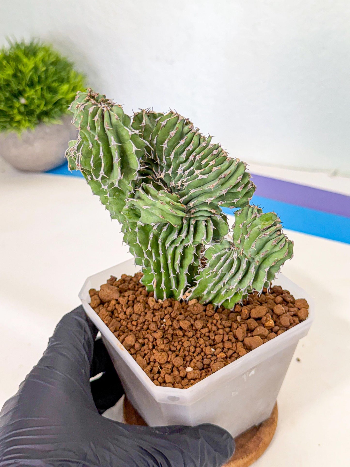 Euphorb Kibwezensis Crested (r) | Rare Plant