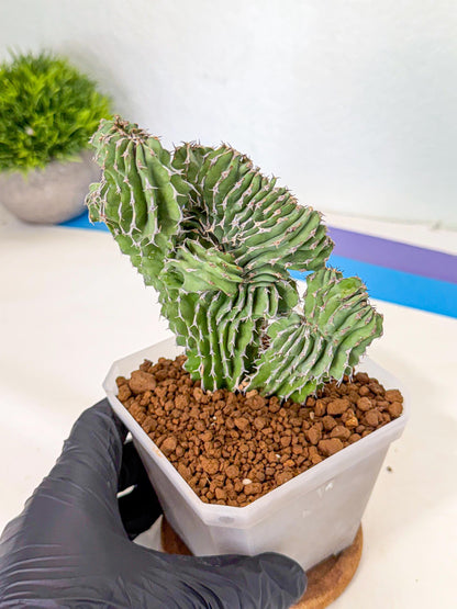 Euphorb Kibwezensis Crested (r) | Rare Plant