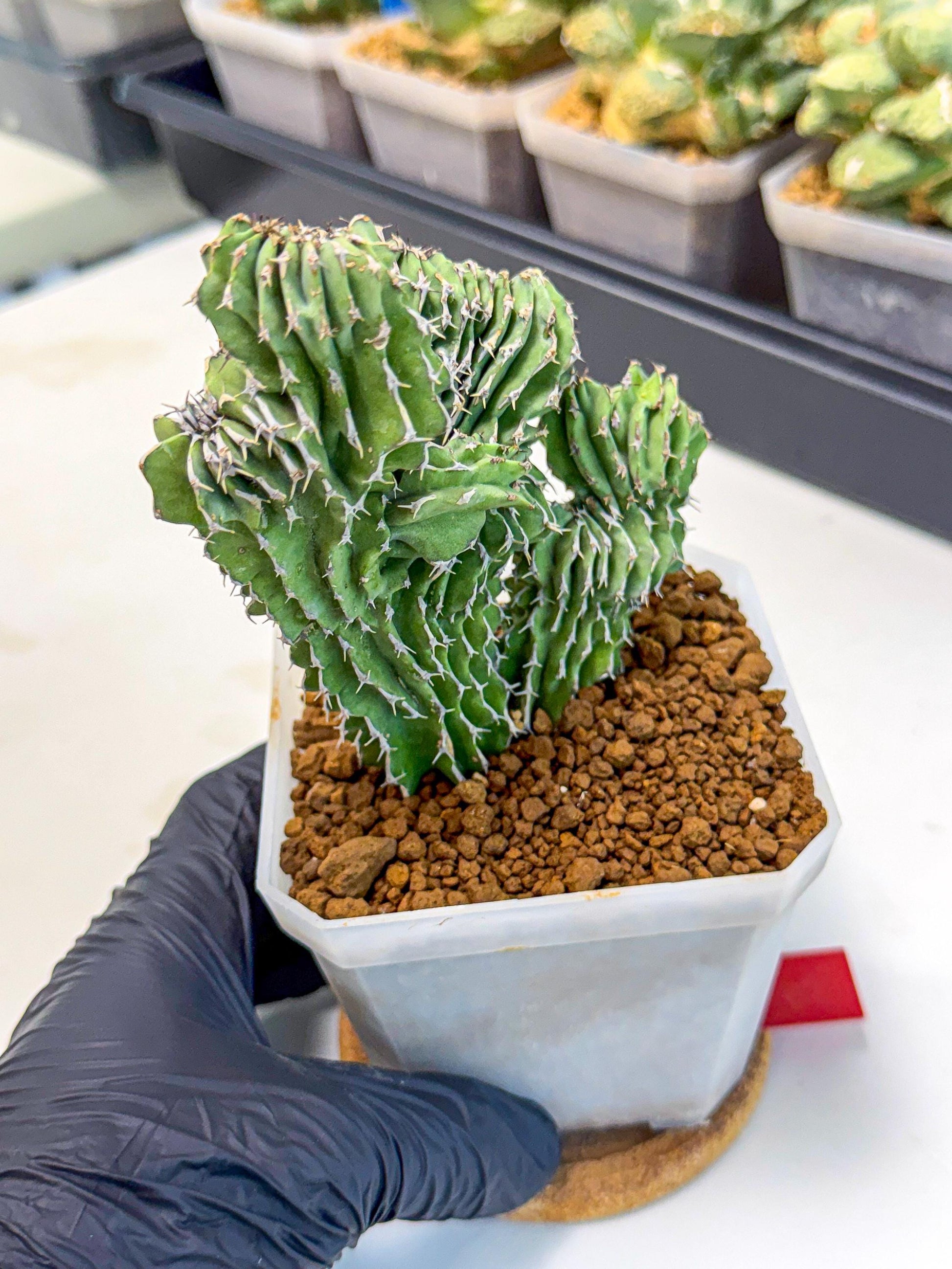 Euphorb Kibwezensis Crested (r) | Rare Plant