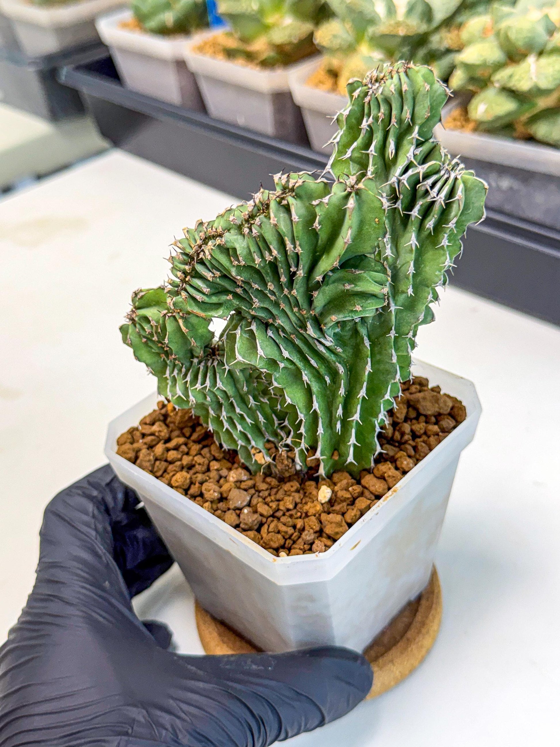 Euphorb Kibwezensis Crested (r) | Rare Plant