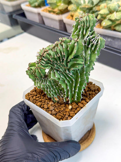 Euphorb Kibwezensis Crested (r) | Rare Plant