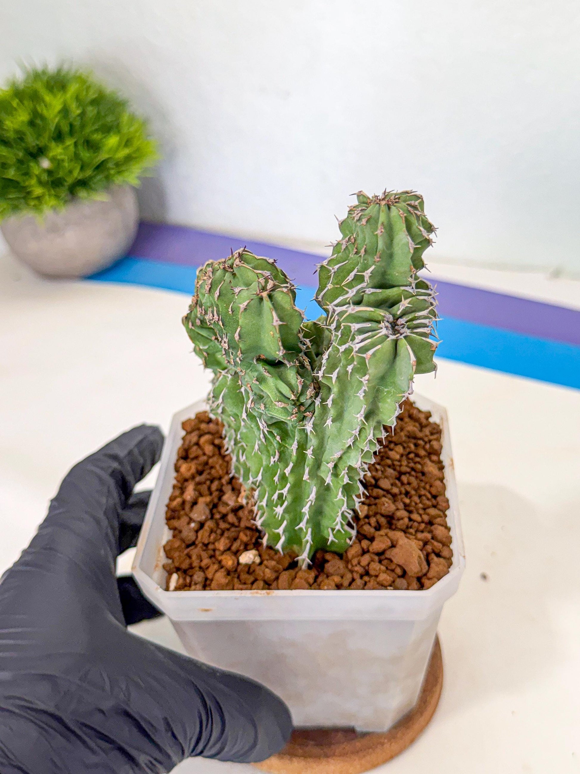 Euphorb Kibwezensis Crested (r) | Rare Plant