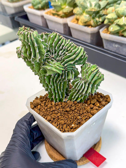 Euphorb Kibwezensis Crested (r) | Rare Plant