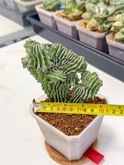 Euphorb Kibwezensis Crested (r) | Rare Plant