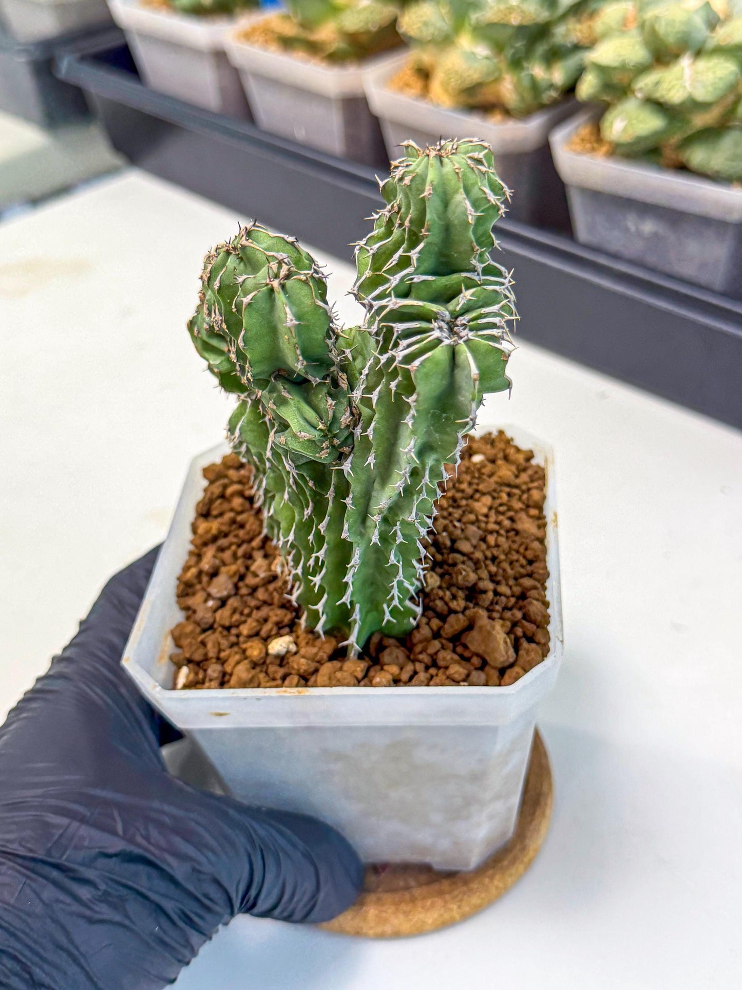 Euphorb Kibwezensis Crested (r) | Rare Plant