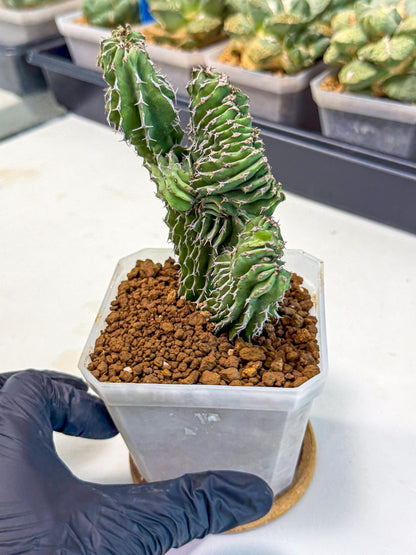 Euphorb Kibwezensis Crested (r) | Rare Plant