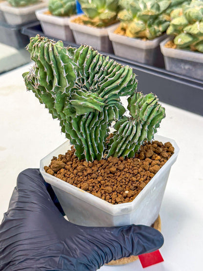 Euphorb Kibwezensis Crested (r) | Rare Plant