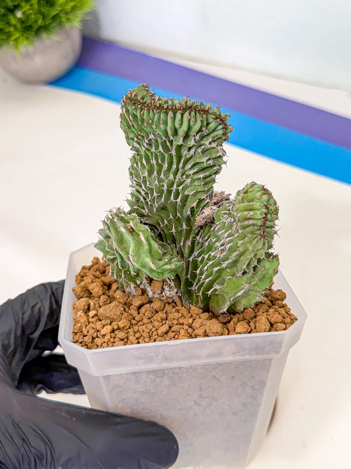 Euphorb Kibwezensis Crested (b) | Rare Plant