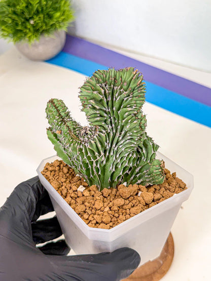 Euphorb Kibwezensis Crested (b) | Rare Plant