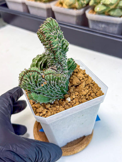 Euphorb Kibwezensis Crested (b) | Rare Plant