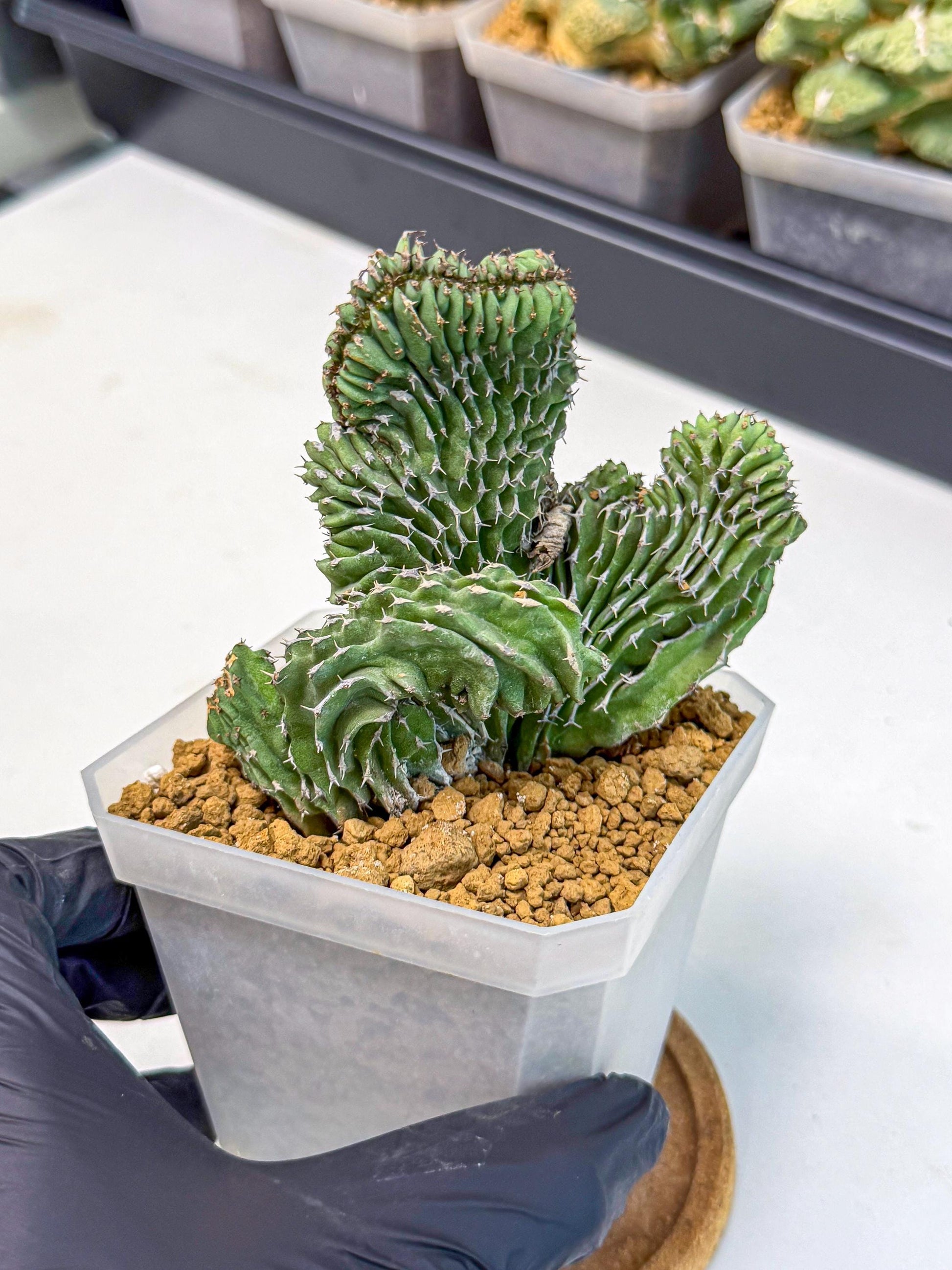 Euphorb Kibwezensis Crested (b) | Rare Plant