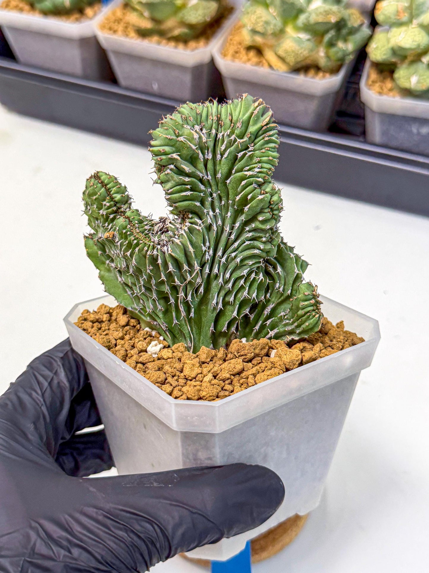Euphorb Kibwezensis Crested (b) | Rare Plant