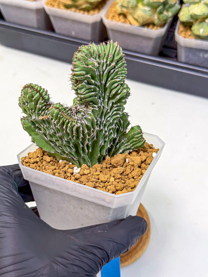 Euphorb Kibwezensis Crested (b) | Rare Plant