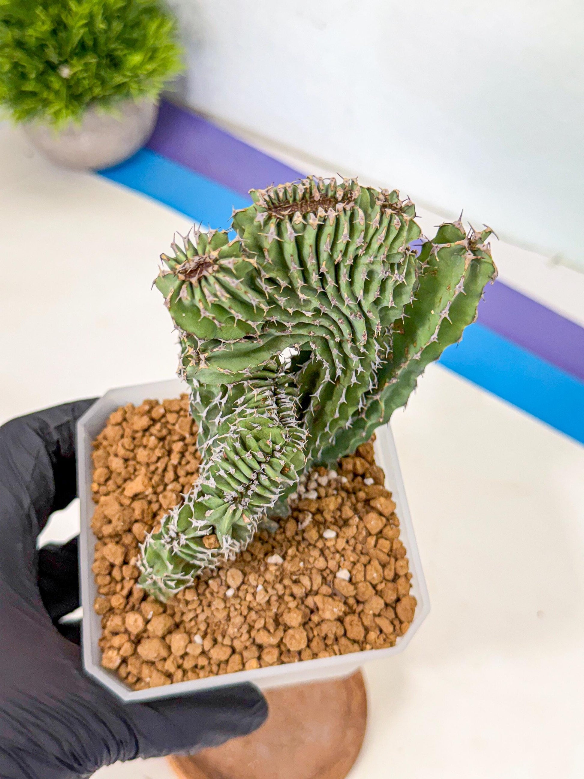 Euphorb Kibwezensis Crested (p) | Rare Plant